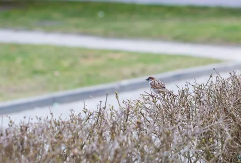Sparrow sitting on hedge Stock Photos