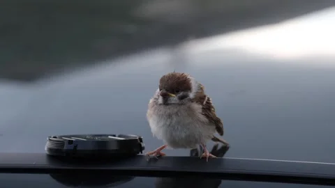 Sparrow sitting next to a lens cap on the roof of a car Stock Footage 270479182