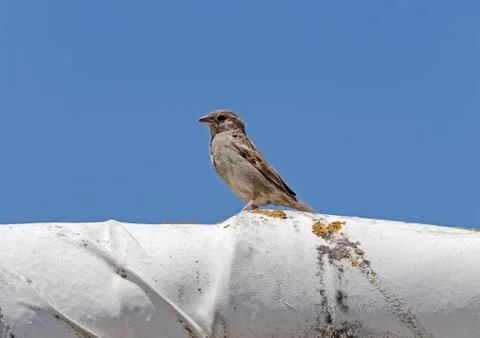 Sparrow sitting on the pipe Stock Photos