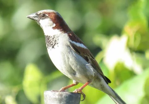 A sparrow is sitting. In Romania. Stock Photos