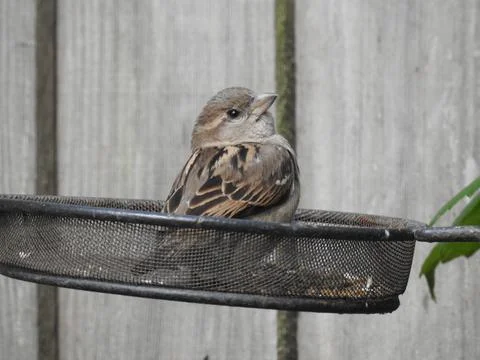 Sparrow sitting in a seed tray Stock Photos