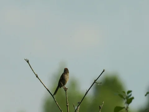 Sparrow sitting on small branch singing with audio Stock Footage 76986510