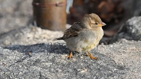 Sparrow sitting on the stone Stock Photos