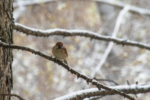 Sparrow sitting on a tree branch. Stock Photos