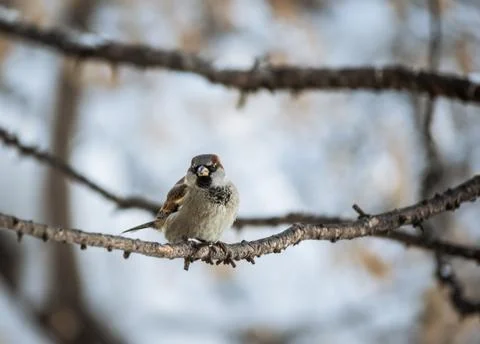 Sparrow sitting on a tree branch. Stock Photos