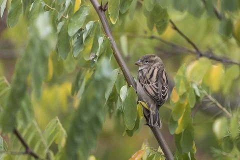 Sparrow sitting on a tree branch Foto stock