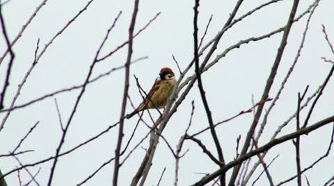 Sparrow sitting on a tree branch in summer Видео 11384020