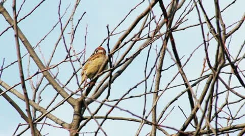 Sparrow sitting on a tree branch in summer Видео 11384140