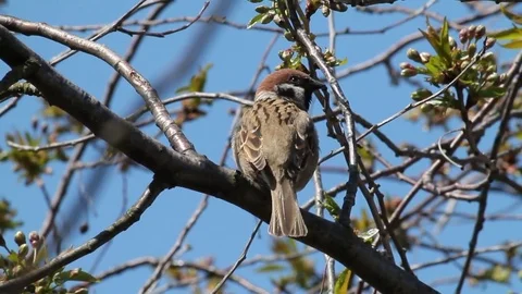 A sparrow sitting on a tree on a sunny day Video stock 76441109