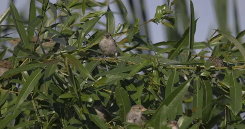 A sparrow is sitting on a willow tree, 4K slomo Stock Footage 222021278