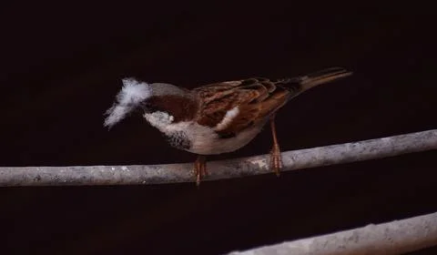 Sparrow Sitting on Wire Foto stock