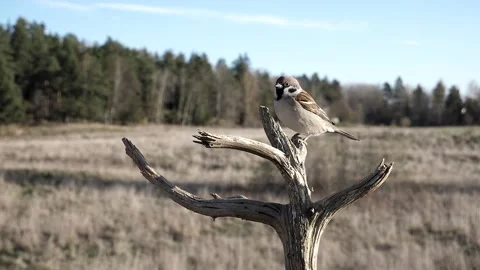 Sparrow skip hops down from a branch. Video stock 172263319