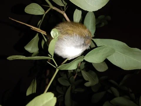 Sparrow sleeping Stock Photos