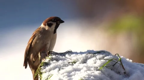 Sparrow in slow motion Stock Footage 45531891