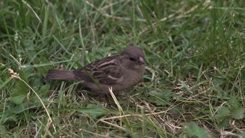 A sparrow in slow motion Stock Footage 136180071