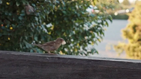 Sparrow in a slowdown takes off Video stock 74538417