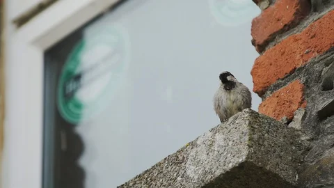 Sparrow slowmo take off Stock Footage 129324524