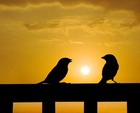 Sparrow small talk under sunset Fotos Stock
