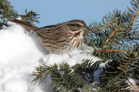 Sparrow in snow Stock Photos
