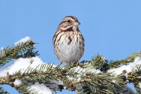 Sparrow in snow Stock Photos