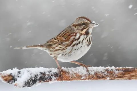 Sparrow in snow Stock Photos