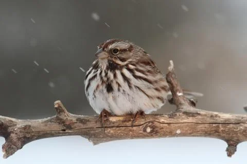 Sparrow in snow Stock Photos