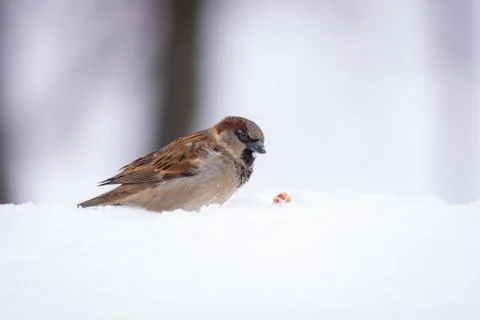 Sparrow in the snow Foto stock