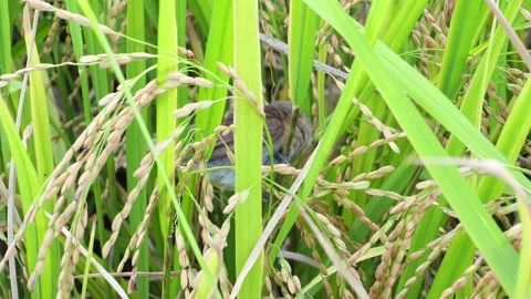 Sparrow in spring afternoon Video stock 143836925