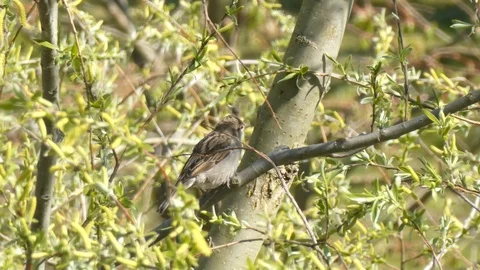 Sparrow in a spring tree Stock Footage 106623973