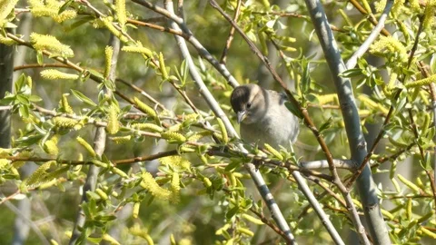 Sparrow in a spring tree - slow motion Stock Footage 106585962