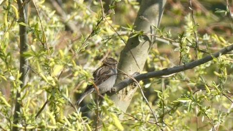 Sparrow in a spring tree - slow motion Stock Footage 106625999