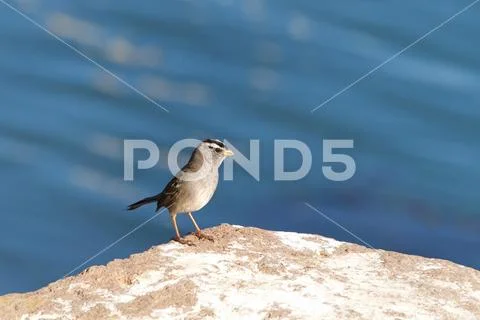 Sparrow standing on a rock, water in background. A small passerine birds, als Stock Photos