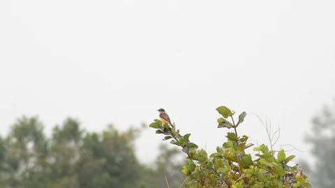 A sparrow standing on top of a tree Stock Footage 123694687