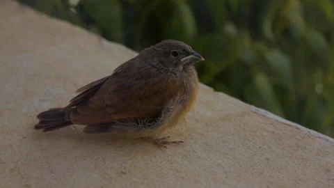 Sparrow standing on a wall Video stock 308726267