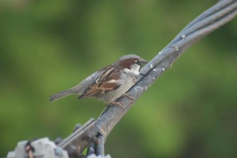 Sparrow staying on an electrical cable close-up Foto stock