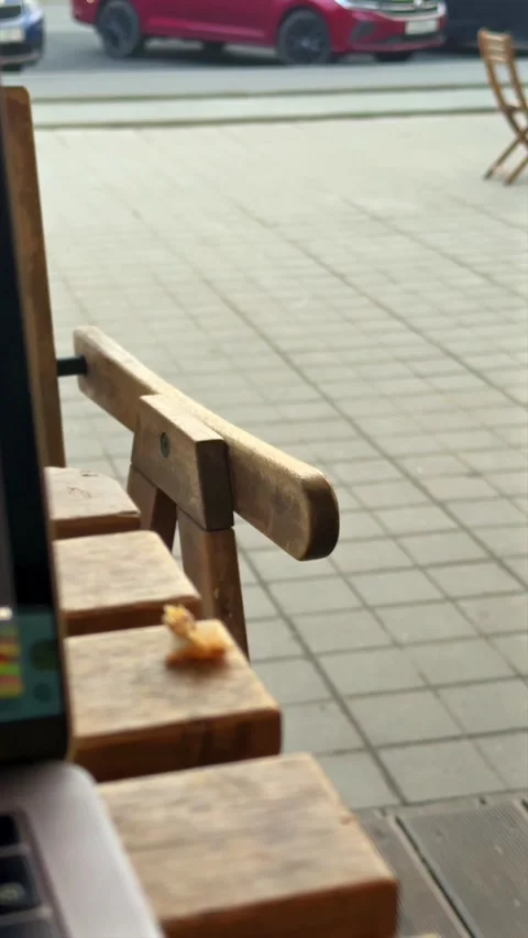 A sparrow steals food from the table Stock Footage 334231010