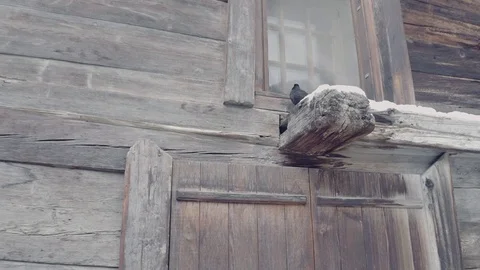 A sparrow on a stilt Stock-Footage 97116732