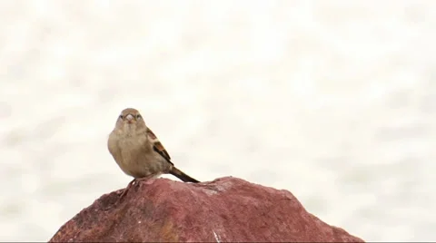 Sparrow on the stone Stock Footage 33687587