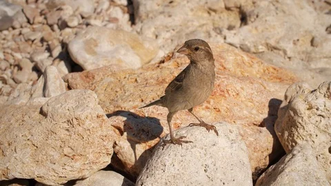 Sparrow on the stone Stock Footage 93890698