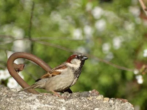 The sparrow is on a stone. Stock Photos