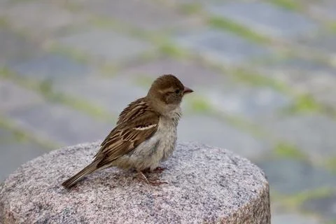 Sparrow on stone Stock Photos