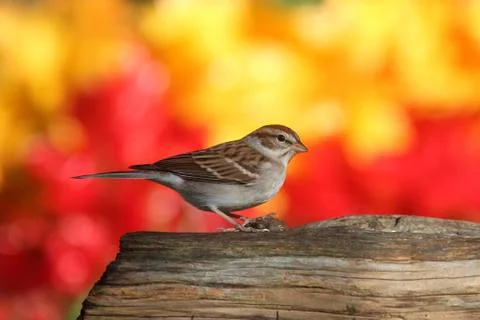 Sparrow on a stump in fall Stock Photos