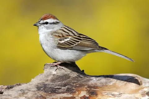 Sparrow on a stump in spring Stock Photos