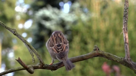 Sparrow in summer Stock Footage 44092441