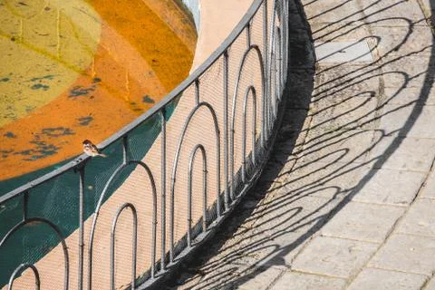 Sparrow in the sun Stock Photos