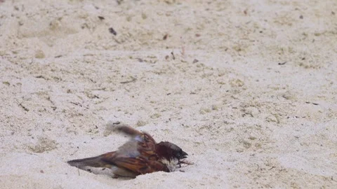 A sparrow swims in the sand 스톡 동영상 317811123