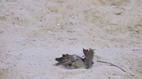 A sparrow swims in the sand Stock-Footage 330906587