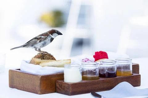 Sparrow on the table Stock Photos