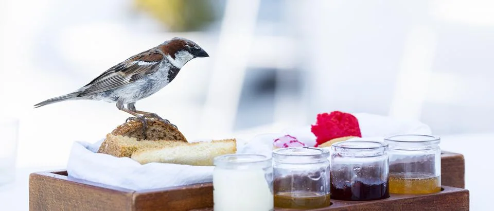 Sparrow on the table Stock Photos
