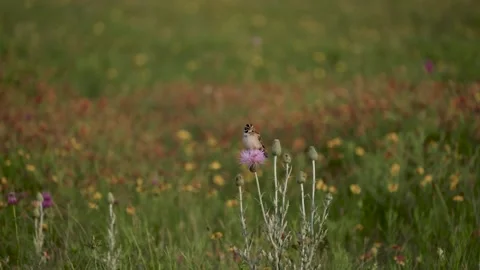 Sparrow Takes flight from a Thistle 스톡 동영상 246153575